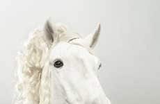 Horses with Hair Extensions