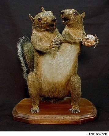 Two-Headed Taxidermy