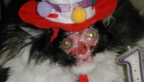 Faceless Therapy Cats