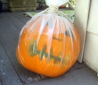 Nail-Studded Jack o