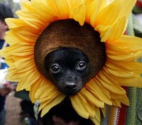 Halloween Dog Parades Image 2