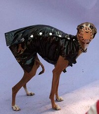Halloween Dog Parades Image 4