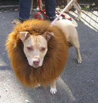 Halloween Dog Parades Image 5