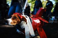Halloween Dog Parades Image 6