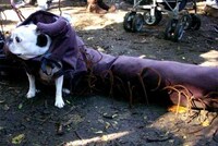 Halloween Dog Parades Image 7