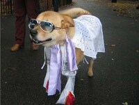Halloween Dog Parades Image 8