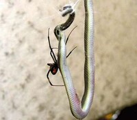 Snake-Eating Spiders Image 2