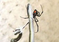 Snake-Eating Spiders Image 3