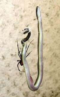 Snake-Eating Spiders Image 4