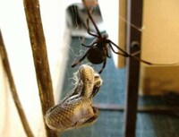 Snake-Eating Spiders Image 5