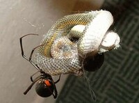 Snake-Eating Spiders Image 6