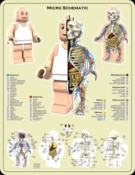 Anatomically-Correct Toys