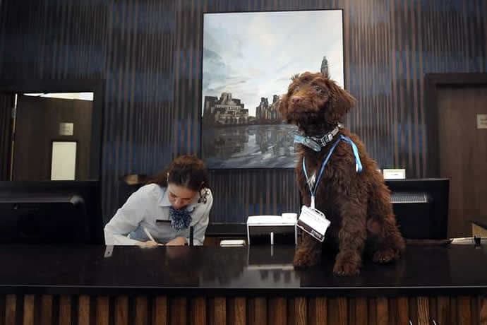 Hospitable Hotel Dogs