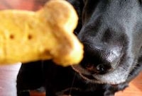 DIY Pumpkin Puppy Treats Image 3