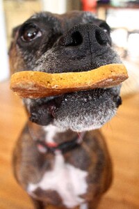 Sweet Potato Dog Biscuits Image 3
