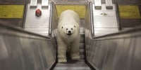 Animal Underground Commuters Image 3