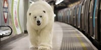 Animal Underground Commuters Image 4