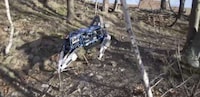 Kickable Robotic Dogs Image 3