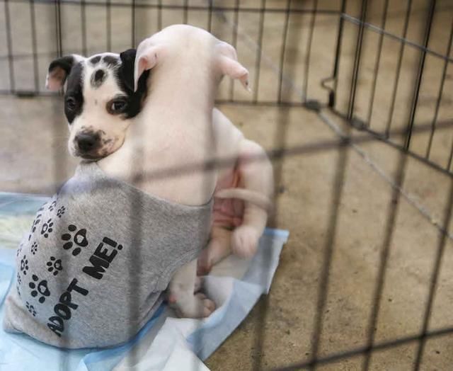 Pop Up Dog Cafes