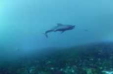 Virtual Shark Swims
