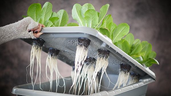 53 Hydroponic Gardening Innovations