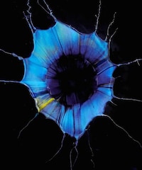 Paint-Splattered Flower Depictions Image 5