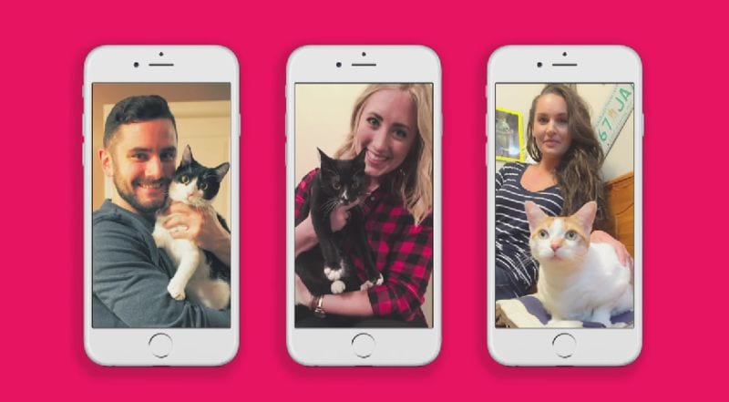 Feline Dating Campaigns