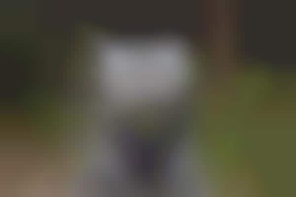 Feline Photographer Collars