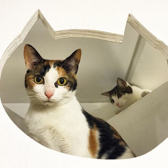 Metropolitan Cat Cafes