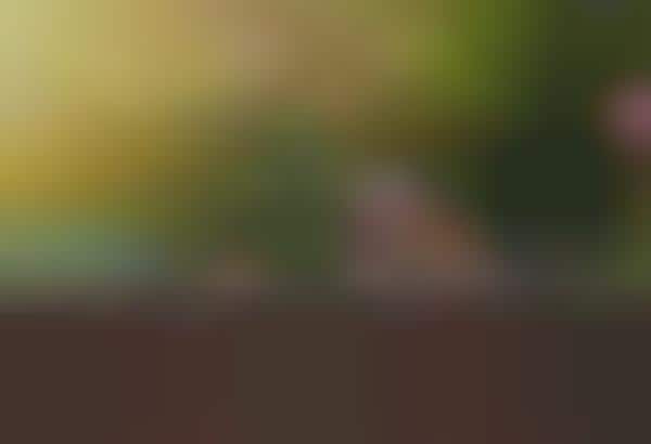 Blossoming Emoji Gardens