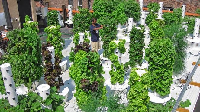 Vertical Aeroponic Gardens