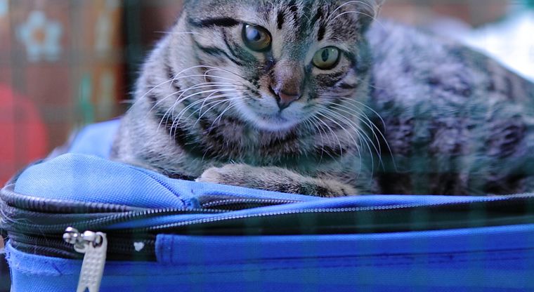 Pet Passenger Trackers