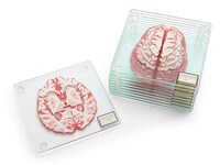 Brain Specimen Coasters Image 2