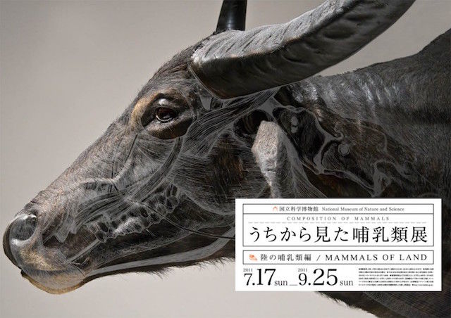 Wildlife X-Ray Photography