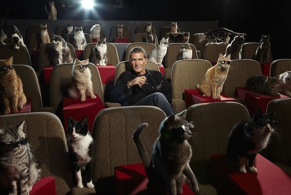 Adoptive Cat Cinemas