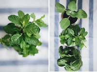 DIY Mason Jar Gardens Image 4