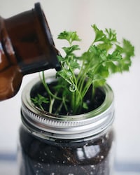 DIY Mason Jar Gardens Image 5