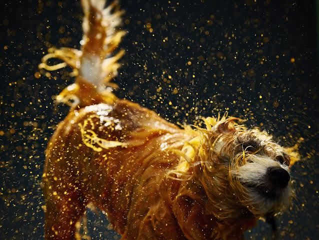 Pooch-Painted Campaigns
