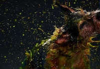Pooch-Painted Campaigns Image 2