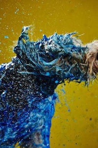 Pooch-Painted Campaigns Image 4