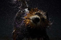 Pooch-Painted Campaigns Image 5