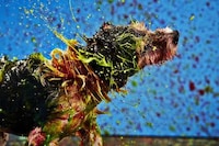 Pooch-Painted Campaigns Image 6
