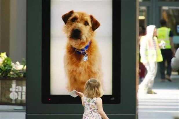 Pet Adoption Beacon Ads