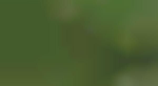 Tree-Planting Drones