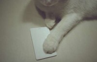 Notification-Free Phones Image 2