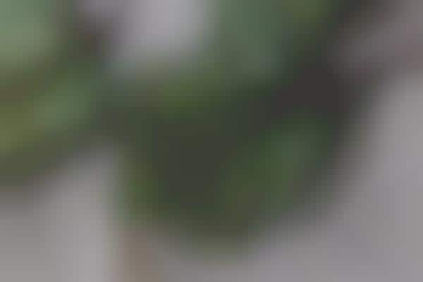 Leafy Green Chips