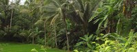 Coconut Palm Sugars Image 3