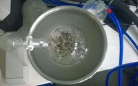 Insect-Infused Alcohol Image 4