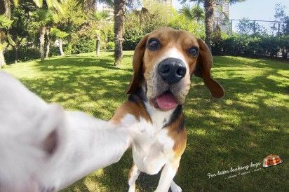 19 Pet Photographer Innovations