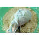 Yogurt Fried Chicken Image 6